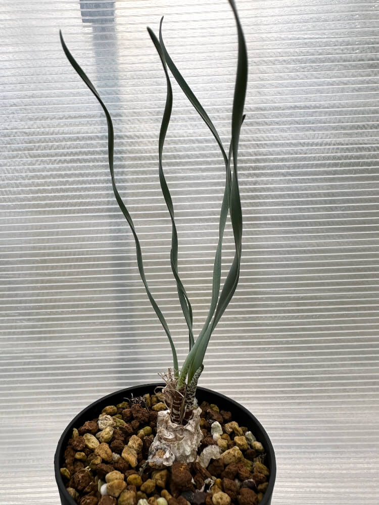 【現品限り】ゲチリス・ブリッテニアナ【R8】 Gethyllis britteniana