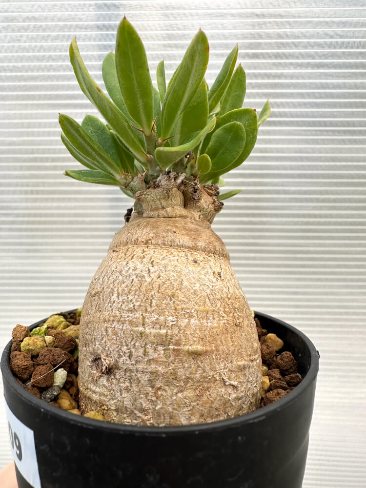 【現品限り】パキポディウム・ビスピノーサム【R9】 Pachypodium bispinosum