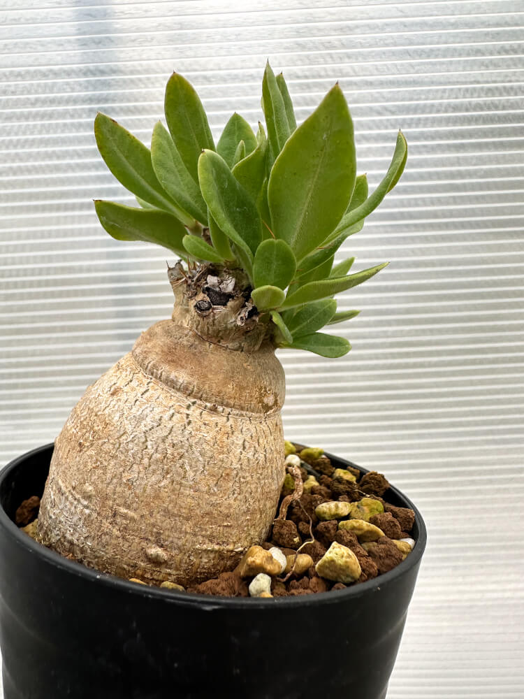 【現品限り】パキポディウム・ビスピノーサム【R9】 Pachypodium bispinosum