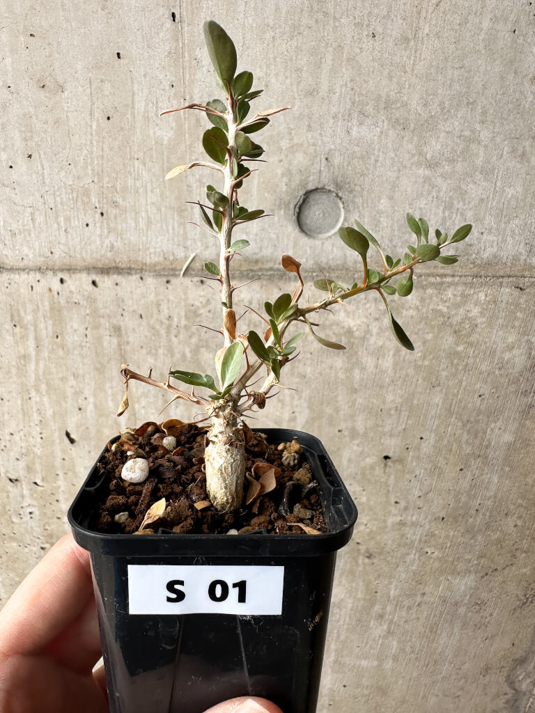 【現品限り】フォークイエリア・コルムナリス 観峰玉【S1】 Fouquieria columnaris