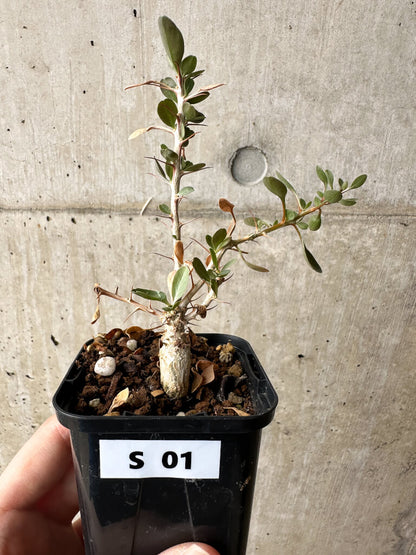 【現品限り】フォークイエリア・コルムナリス 観峰玉【S1】 Fouquieria columnaris