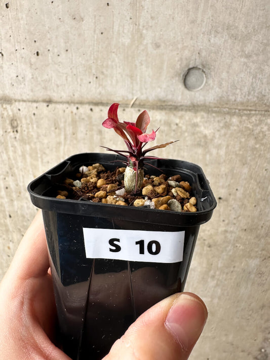 【現品限り】フォークイエリア・ファシクラータ【S10】 Fouquieria fasciculata