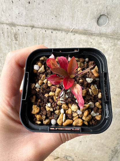 【現品限り】フォークイエリア・ファシクラータ【S10】 Fouquieria fasciculata