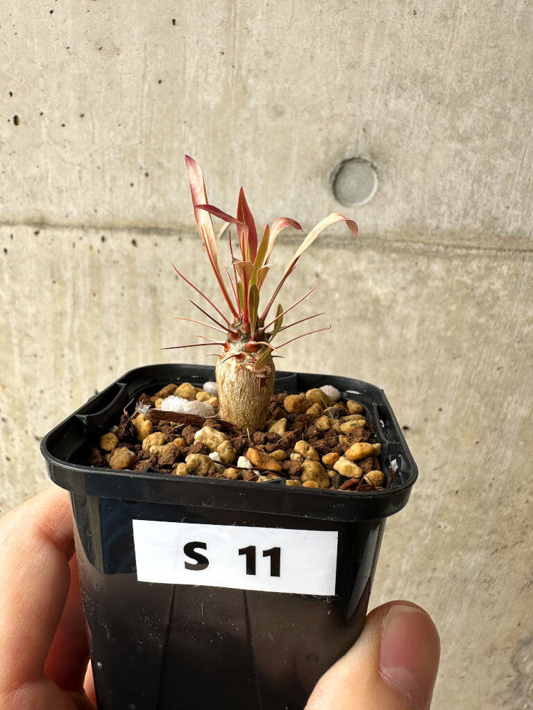 【現品限り】フォークイエリア・プルプシー【S11】 Fouquieria purpusii