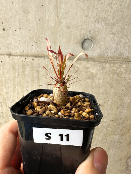 【現品限り】フォークイエリア・プルプシー【S11】 Fouquieria purpusii