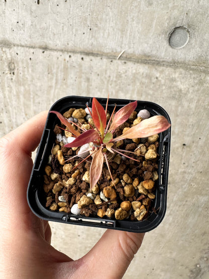 【現品限り】フォークイエリア・プルプシー【S11】 Fouquieria purpusii