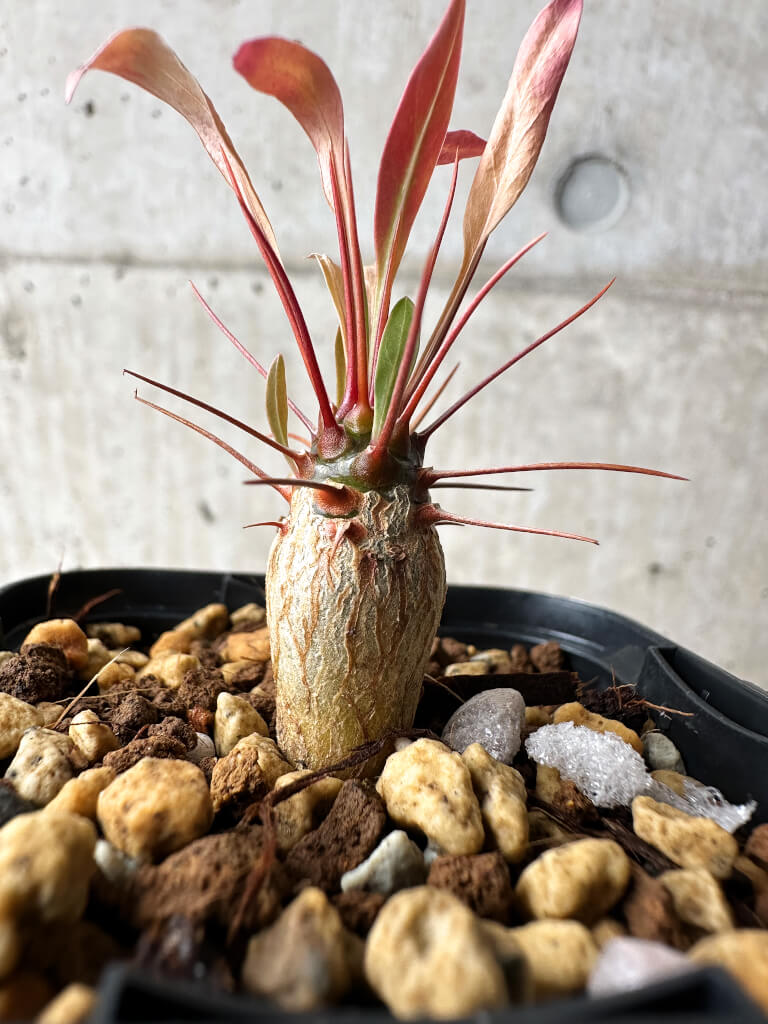 【現品限り】フォークイエリア・プルプシー【S11】 Fouquieria purpusii