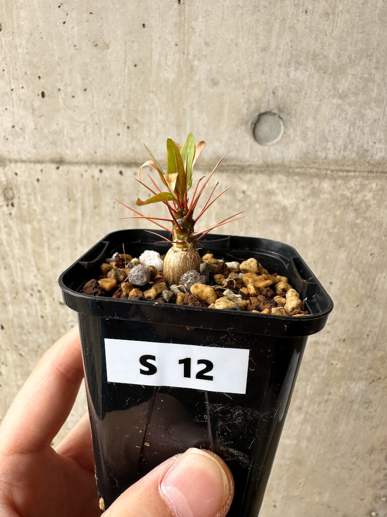 【現品限り】フォークイエリア・プルプシー【S12】 Fouquieria purpusii
