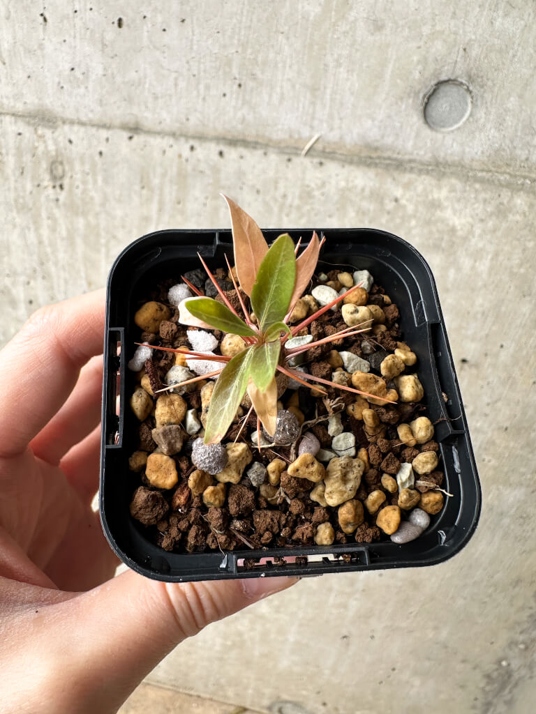 【現品限り】フォークイエリア・プルプシー【S12】 Fouquieria purpusii