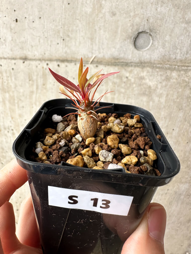 【現品限り】フォークイエリア・プルプシー【S13】 Fouquieria purpusii