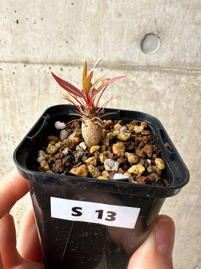 【現品限り】フォークイエリア・プルプシー【S13】 Fouquieria purpusii