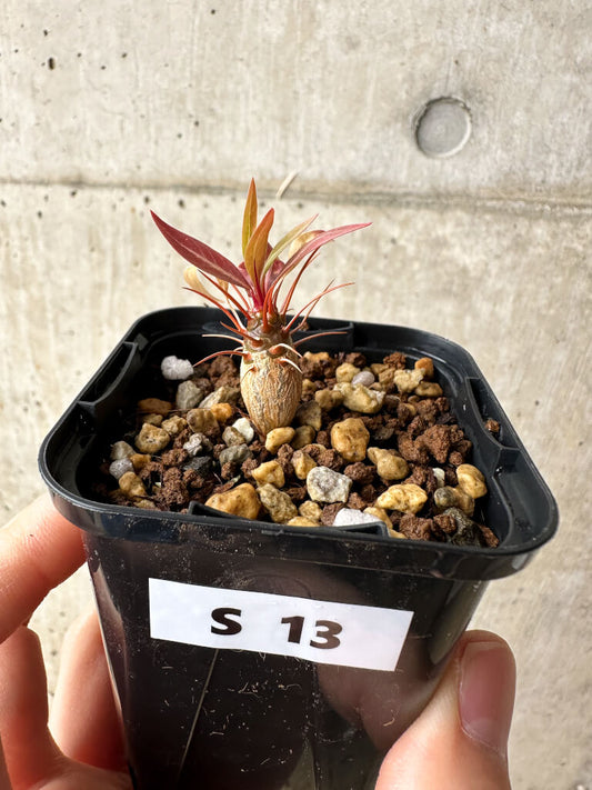 【現品限り】フォークイエリア・プルプシー【S13】 Fouquieria purpusii