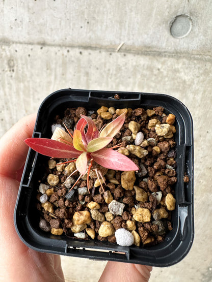 【現品限り】フォークイエリア・プルプシー【S13】 Fouquieria purpusii