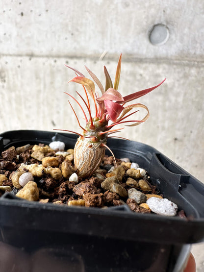 【現品限り】フォークイエリア・プルプシー【S13】 Fouquieria purpusii