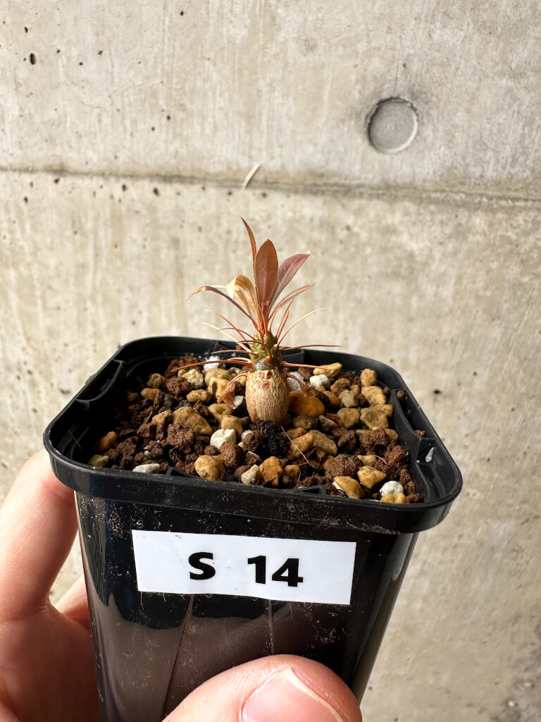 【現品限り】フォークイエリア・プルプシー【S14】 Fouquieria purpusii