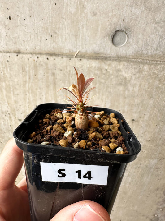 【現品限り】フォークイエリア・プルプシー【S14】 Fouquieria purpusii