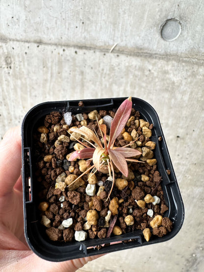 【現品限り】フォークイエリア・プルプシー【S14】 Fouquieria purpusii