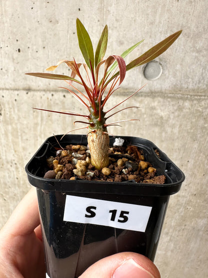 【現品限り】フォークイエリア・プルプシー【S15】 Fouquieria purpusii