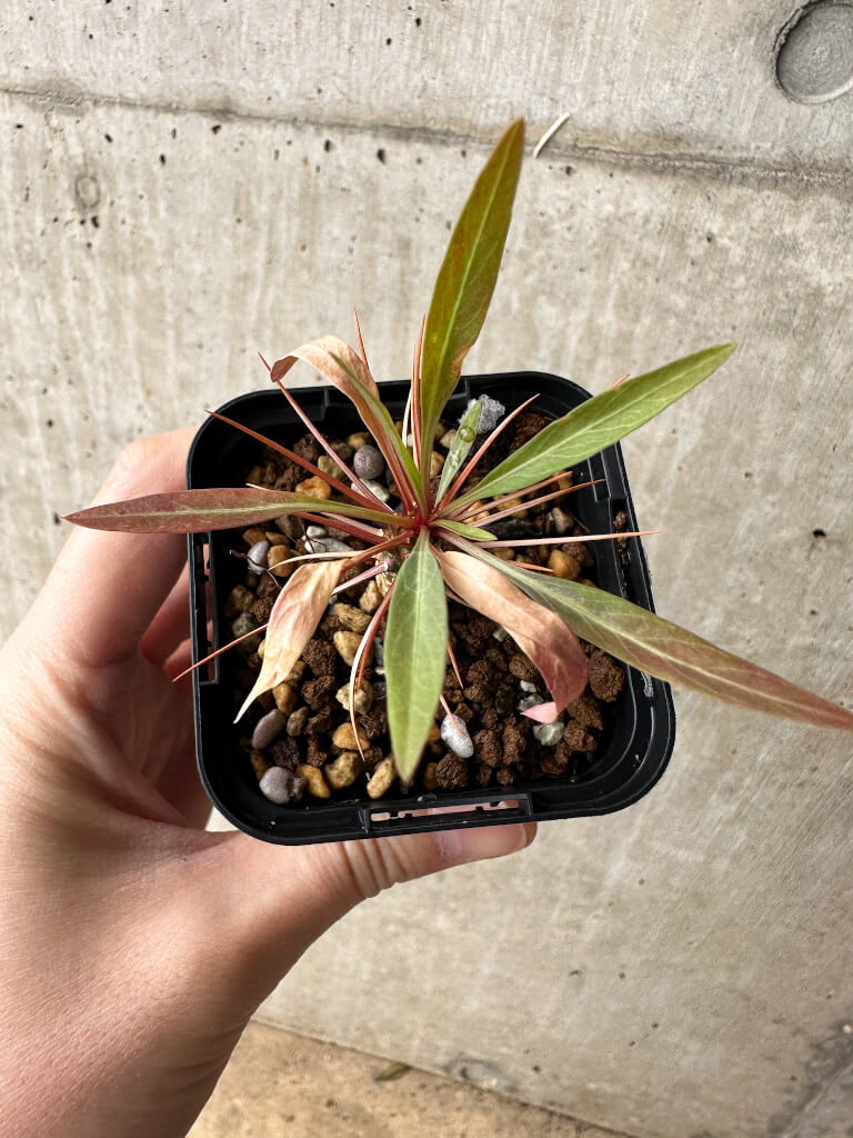【現品限り】フォークイエリア・プルプシー【S15】 Fouquieria purpusii