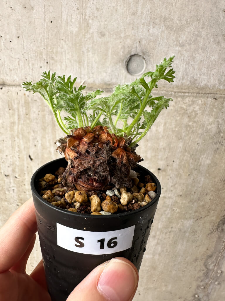 【現品限り】ペラルゴニウム・アッペンディクラツム【S16】 Pelargonium appendiculatum