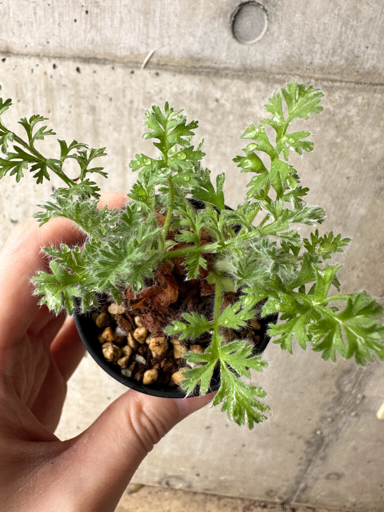 【現品限り】ペラルゴニウム・アッペンディクラツム【S16】 Pelargonium appendiculatum