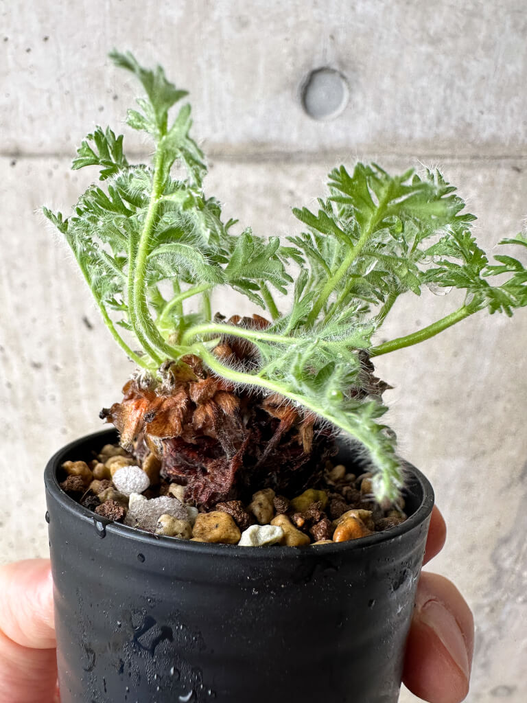 【現品限り】ペラルゴニウム・アッペンディクラツム【S16】 Pelargonium appendiculatum