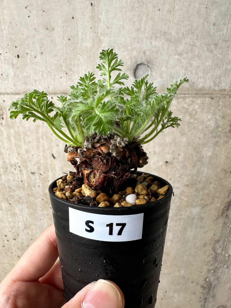 【現品限り】ペラルゴニウム・アッペンディクラツム【S17】 Pelargonium appendiculatum