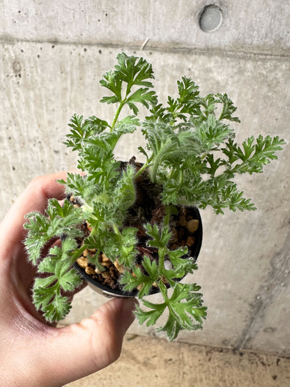 【現品限り】ペラルゴニウム・アッペンディクラツム【S17】 Pelargonium appendiculatum