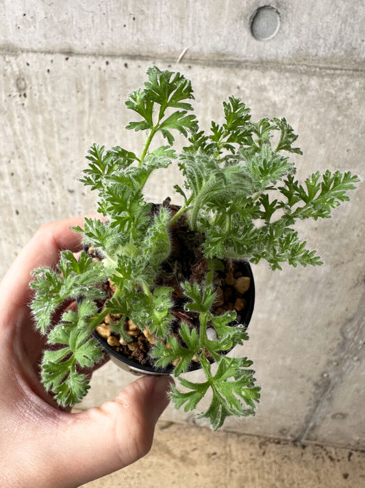 【現品限り】ペラルゴニウム・アッペンディクラツム【S17】 Pelargonium appendiculatum