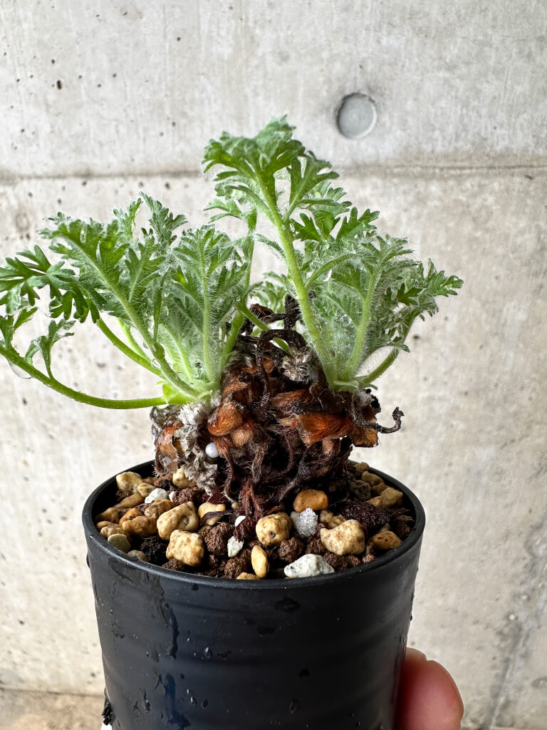 【現品限り】ペラルゴニウム・アッペンディクラツム【S17】 Pelargonium appendiculatum