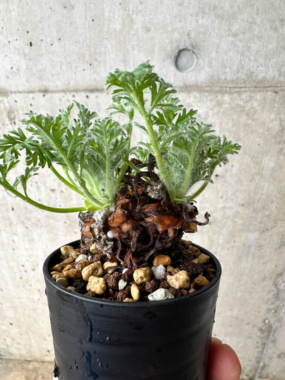 【現品限り】ペラルゴニウム・アッペンディクラツム【S17】 Pelargonium appendiculatum