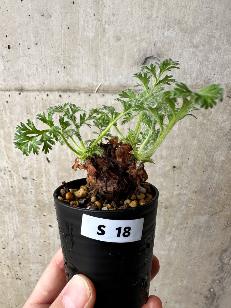 【現品限り】ペラルゴニウム・アッペンディクラツム【S18】 Pelargonium appendiculatum