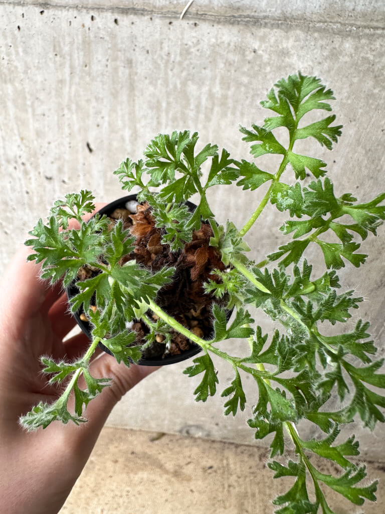 【現品限り】ペラルゴニウム・アッペンディクラツム【S18】 Pelargonium appendiculatum