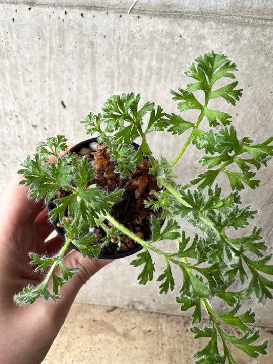 【現品限り】ペラルゴニウム・アッペンディクラツム【S18】 Pelargonium appendiculatum