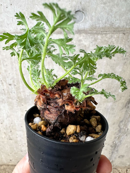 【現品限り】ペラルゴニウム・アッペンディクラツム【S18】 Pelargonium appendiculatum