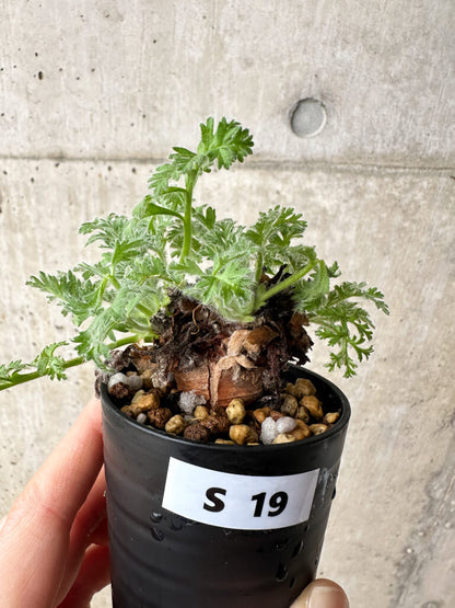 【現品限り】ペラルゴニウム・アッペンディクラツム【S19】 Pelargonium appendiculatum