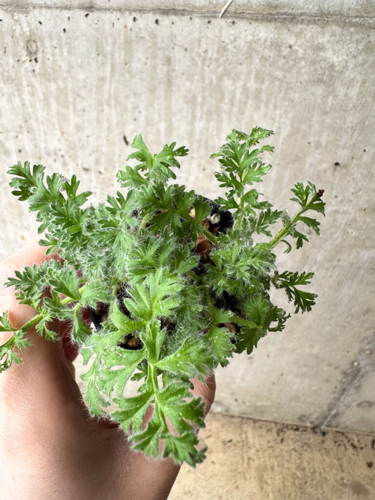 【現品限り】ペラルゴニウム・アッペンディクラツム【S19】 Pelargonium appendiculatum