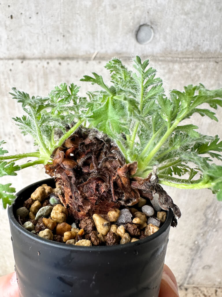 【現品限り】ペラルゴニウム・アッペンディクラツム【S19】 Pelargonium appendiculatum