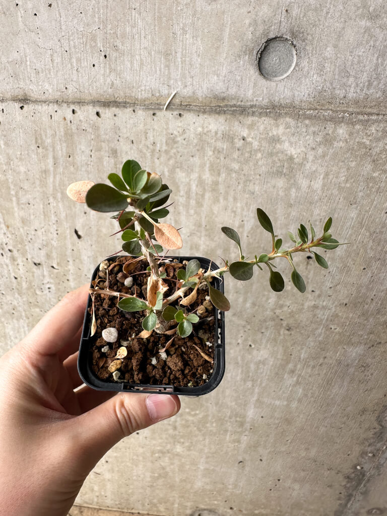 【現品限り】フォークイエリア・コルムナリス 観峰玉【S1】 Fouquieria columnaris