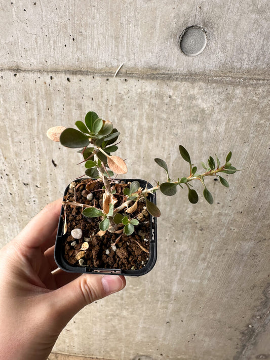 【現品限り】フォークイエリア・コルムナリス 観峰玉【S1】 Fouquieria columnaris