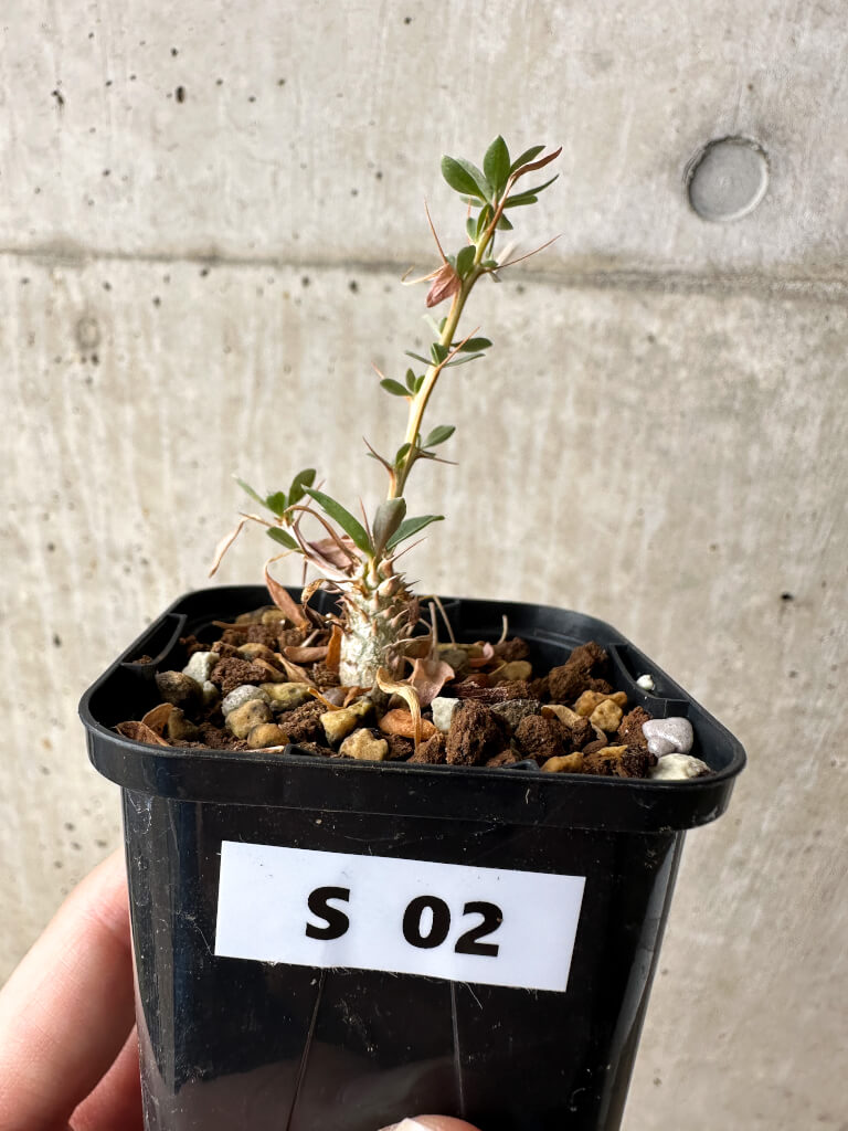 【現品限り】フォークイエリア・コルムナリス 観峰玉【S2】 Fouquieria columnaris