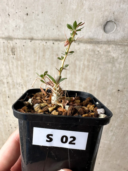 【現品限り】フォークイエリア・コルムナリス 観峰玉【S2】 Fouquieria columnaris
