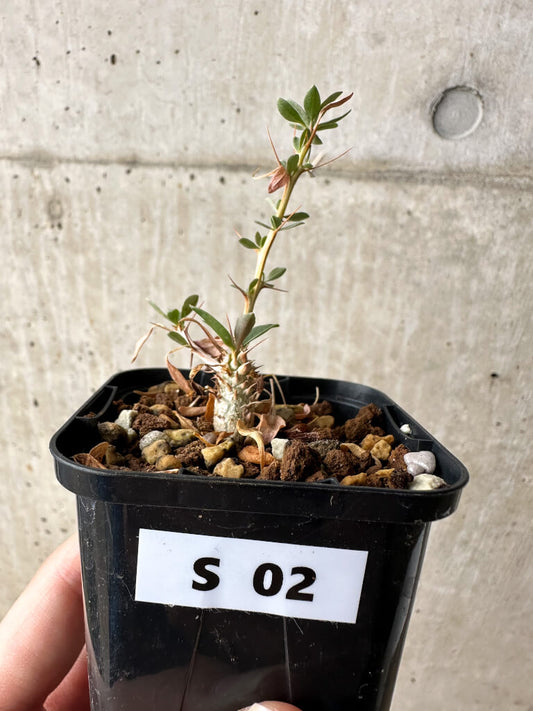 【現品限り】フォークイエリア・コルムナリス 観峰玉【S2】 Fouquieria columnaris