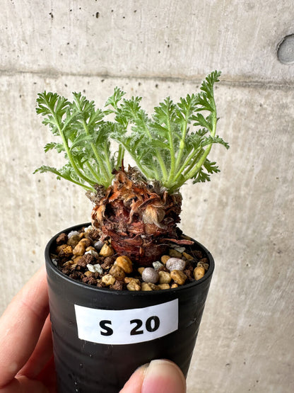 【現品限り】ペラルゴニウム・アッペンディクラツム【S20】 Pelargonium appendiculatum