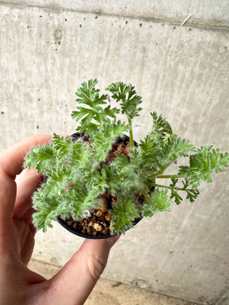 現品限り】ペラルゴニウム・アッペンディクラツム【S20】 Pelargonium