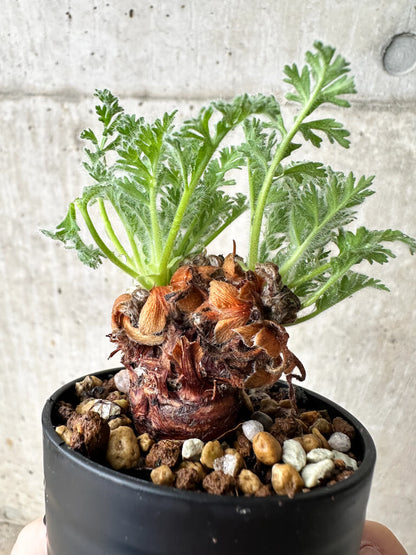 【現品限り】ペラルゴニウム・アッペンディクラツム【S20】 Pelargonium appendiculatum