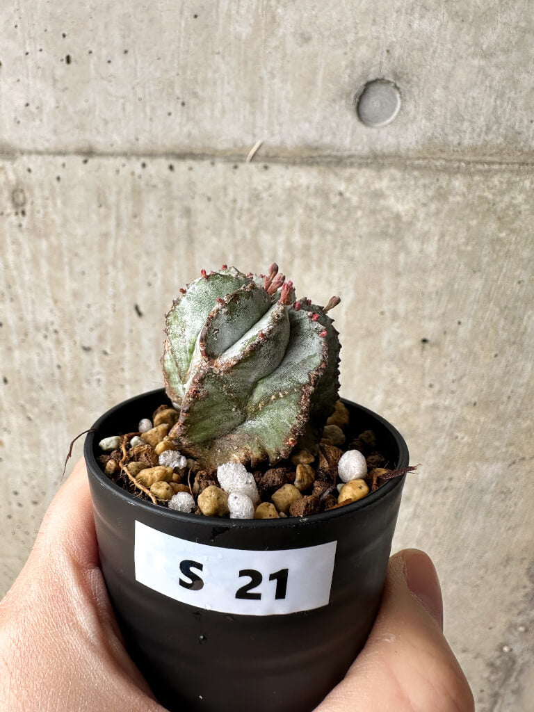 【現品限り】ユーフォルビア・ホリダ・アルバ【S21】 Euphorbia horrida Alba