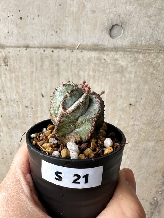 【現品限り】ユーフォルビア・ホリダ・アルバ【S21】 Euphorbia horrida Alba