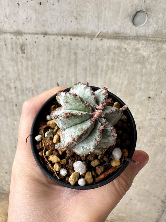 【現品限り】ユーフォルビア・ホリダ・アルバ【S21】 Euphorbia horrida Alba