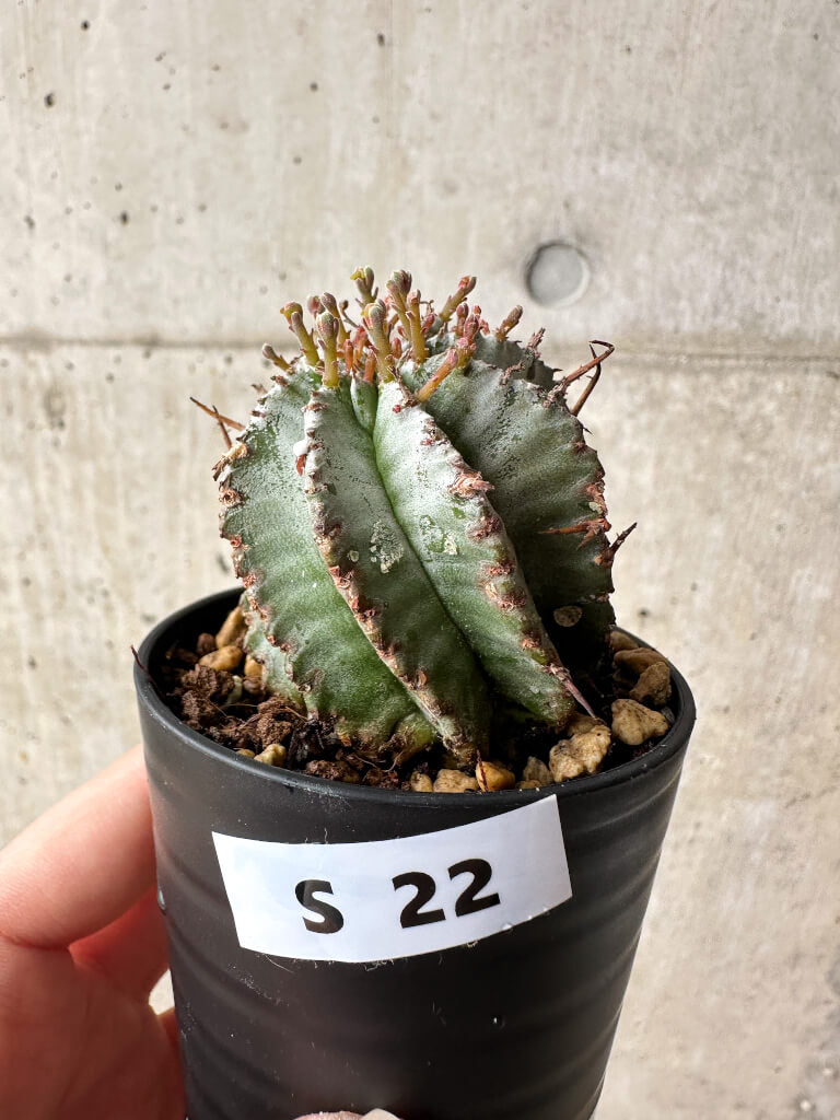 【現品限り】ユーフォルビア・ホリダ・アルバ【S22】 Euphorbia horrida Alba